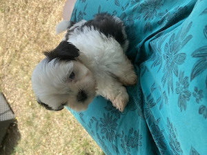 Pui Shih Tzu  - imagine 2