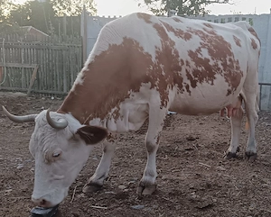 Vând vaca.  