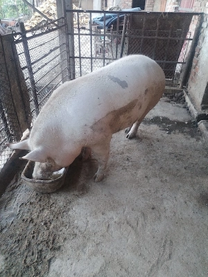 Purcea de Vânzare Marele Alb