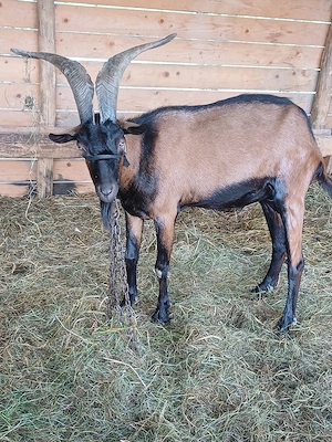 Disponibil 1 țap și o capră alpin francez ! - imagine 4