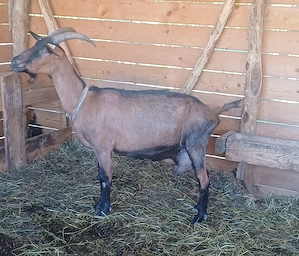 Disponibil 1 țap și o capră alpin francez ! - imagine 3
