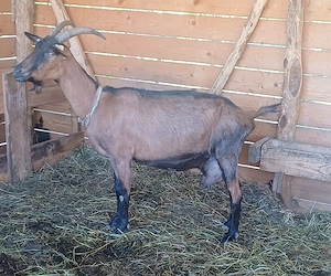 Disponibil 1 țap și o capră alpin francez ! - imagine 2