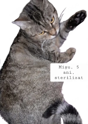 Donez pisici sterilizate.  - imagine 3