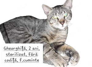 Donez pisici sterilizate.  - imagine 4