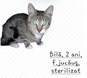 Donez pisici sterilizate.  - imagine 2