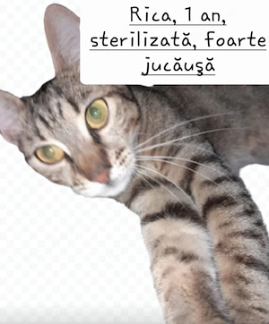 Donez pisici sterilizate.  - imagine 5