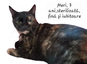 Donez pisici sterilizate. 