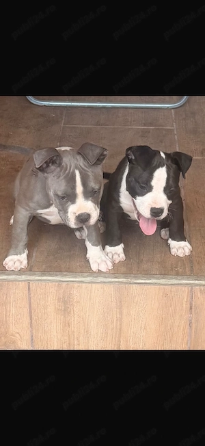 American bully pocket 