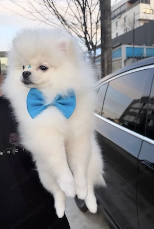 Pomeranian mascul
