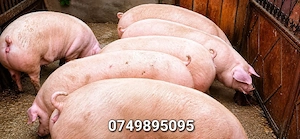 porci 130-350 kg