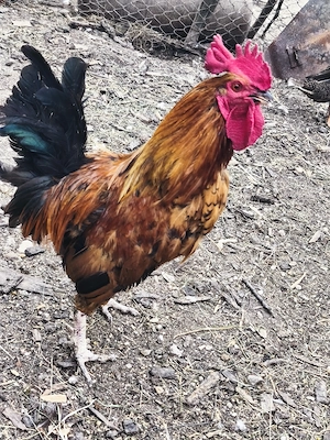 Cocosi de tara de vânzare 