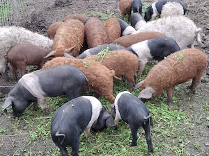 Vand porci mangalita si bazna - imagine 5
