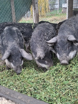 Vand porci mangalita si bazna - imagine 3