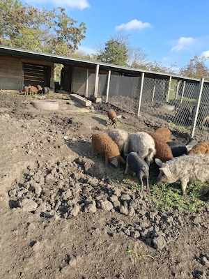 Vand porci mangalita si bazna - imagine 8