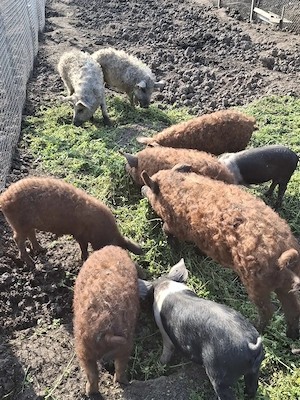 Vand porci mangalita si bazna - imagine 2