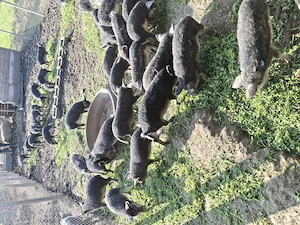 Vand porci mangalita si bazna - imagine 10