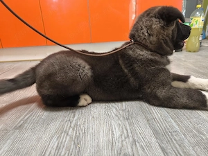Căței Akita American 