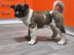 Căței Akita American  - imagine 2