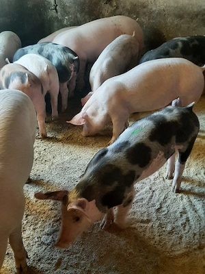 vând soldani si porci diferite mărimi  - imagine 5