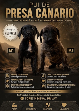 Cățeluși Presa Canario din părinți cu pedigree 