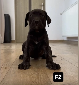 Catelasi Pui Presa Canario 8 săptămâni  - imagine 2