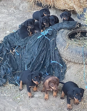 Tekel x jagterrier