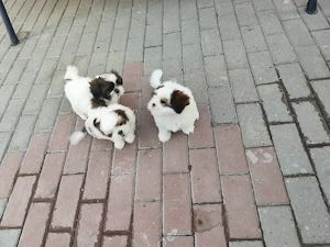 Pui Shih-tzu 