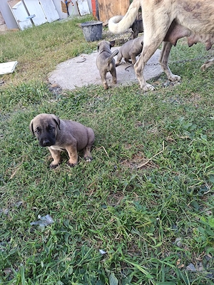 Is cauta casa noua catei de kangal - imagine 5