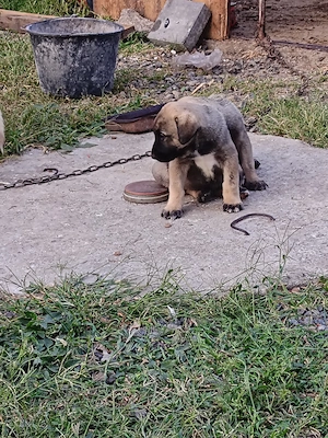 Is cauta casa noua catei de kangal