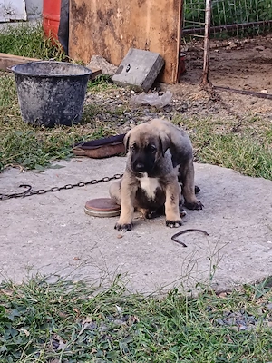 Is cauta casa noua catei de kangal - imagine 2
