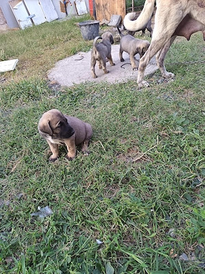Is cauta casa noua catei de kangal - imagine 3