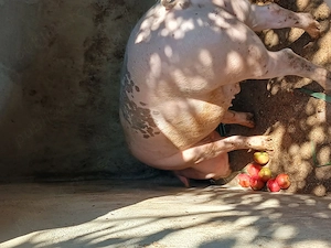 Porc de vânzare 