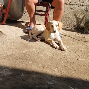 Cățel sper adopție 