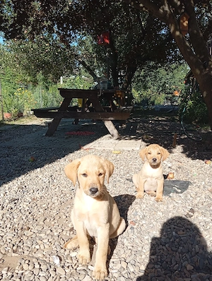 Puiuți de Labrador 