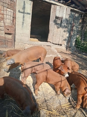 Vand purcei 