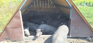 Porci vietnamezi talie mare