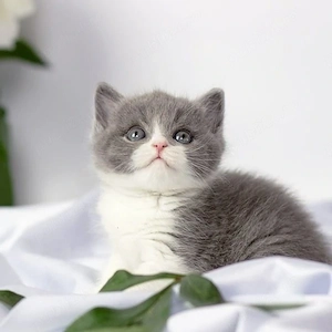 British bicolor 