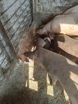 vând purcei de la 20 kg la 60 kg sau schimb cu baloți cereale capre de lapte  - imagine 3