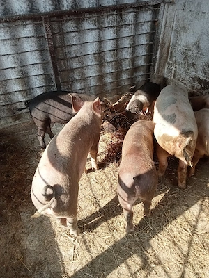 vând purcei de la 20 kg la 60 kg sau schimb cu baloți cereale capre de lapte  - imagine 5