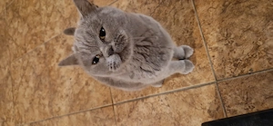 Femela British Shorthair liliac  - imagine 4