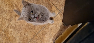 Femela British Shorthair liliac  - imagine 3