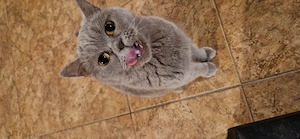 Femela British Shorthair liliac  - imagine 5