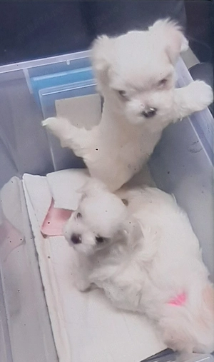 Bichon maltez miny toy
