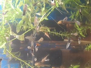 Guppy, ancistrus,plante,un plecostomus,de vanzare