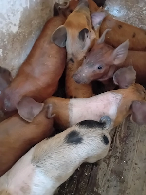 purcei 7 săptămâni 180 lei