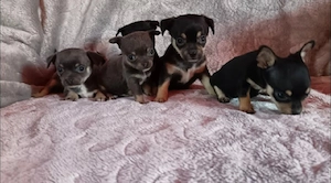 chihuahua mini toy