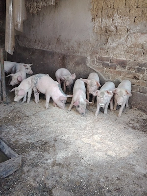 Purcei 9 buc 