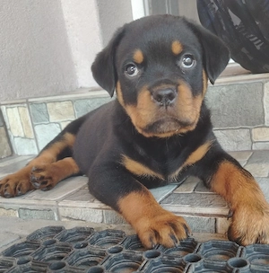 Rottweiler mascul - imagine 2