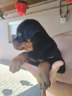 Rottweiler mascul - imagine 4