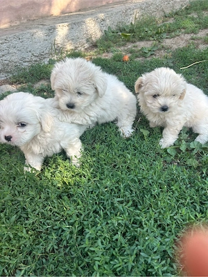 vand catei de bichon
